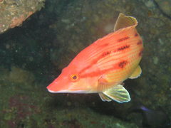 Bodianus unimaculatus
