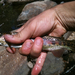 Kern River Golden Trout - Photo (c) Ken-ichi Ueda, some rights reserved (CC BY), uploaded by Ken-ichi Ueda