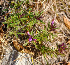 Satureja subspicata