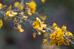 Pultenaea mollis