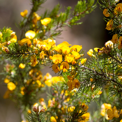 Pultenaea mollis