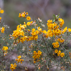 Pultenaea mollis