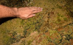 Baseodiscus delineatus