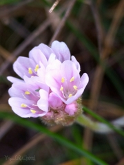 Armeria pubigera