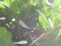 Euploea lewinii