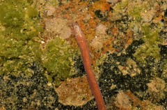 Baseodiscus delineatus