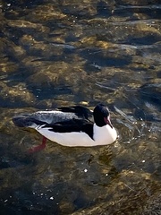 Mergus merganser