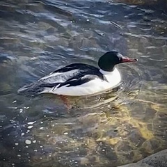 Mergus merganser