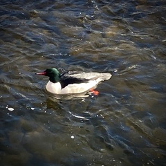 Mergus merganser