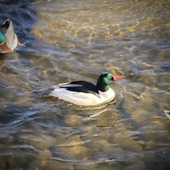 Mergus merganser