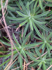 Armeria pubigera