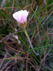 Armeria pubigera