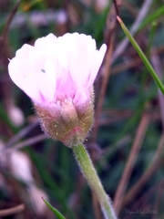 Armeria pubigera
