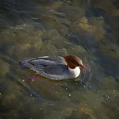 Mergus merganser