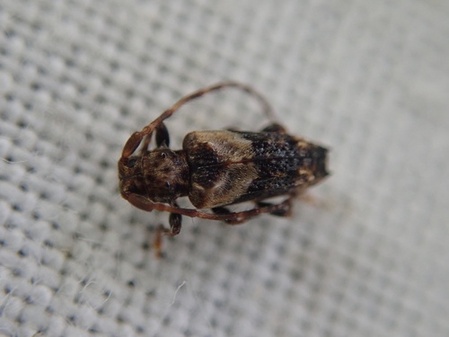 Lesser thorn-tipped longhorn beetle photo 2