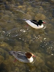 Mergus merganser