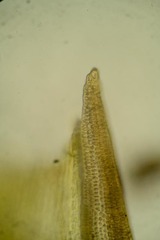 Racomitrium sudeticum