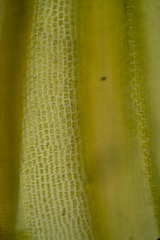 Racomitrium sudeticum