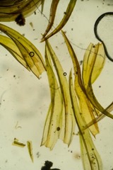 Racomitrium sudeticum