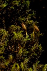 Racomitrium sudeticum