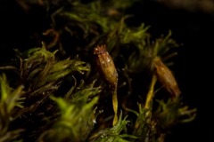 Racomitrium sudeticum