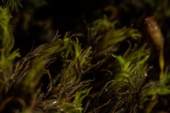 Racomitrium sudeticum