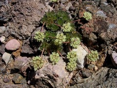 Eriogonum villiflorum