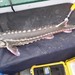 Green Sturgeon - Photo (c) NOAA Fisheries West Coast, some rights reserved (CC BY-NC-ND)