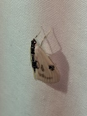 Cliniodes ostreonalis