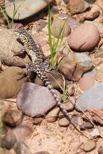 Liolaemus ornatus