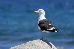 Larus dominicanus