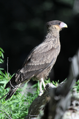 Caracara plancus