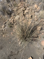 Agrostis sandwicensis