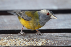 Phrygilus