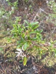Ilex myrtifolia