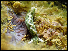Thuridilla carlsoni