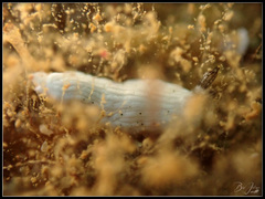 Dermatobranchus semistriatus