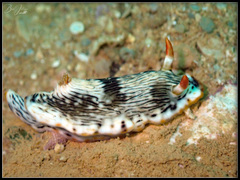 Chromodoris quagga