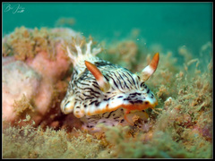 Chromodoris quagga
