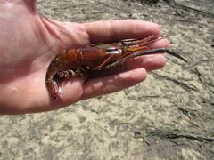 Macrobrachium acanthurus