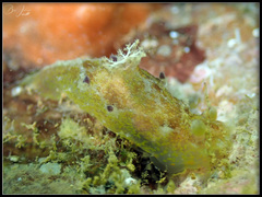 Plocamopherus pecoso