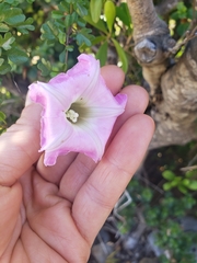 Ipomoea eggersii