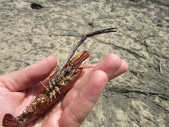 Macrobrachium acanthurus