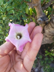 Ipomoea eggersii