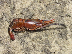 Macrobrachium acanthurus