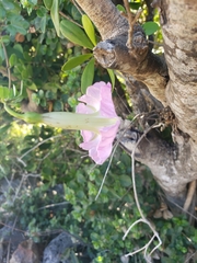 Ipomoea eggersii