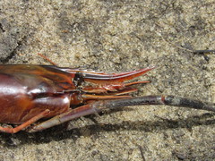 Macrobrachium acanthurus