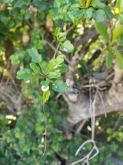 Ipomoea eggersii
