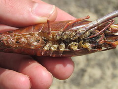 Macrobrachium acanthurus