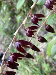 Pleurothallis restrepioides